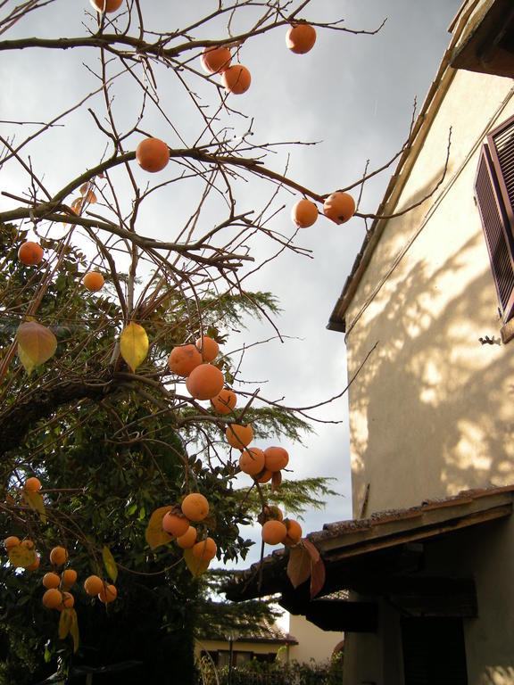 Agriturismo Il Colle Siena Cameră foto